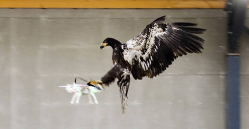 politie roofvogels drones uitschakelen