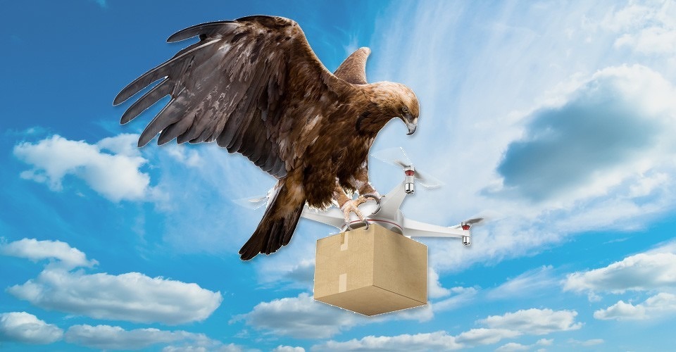 vlak roofvogel drones eagles uav