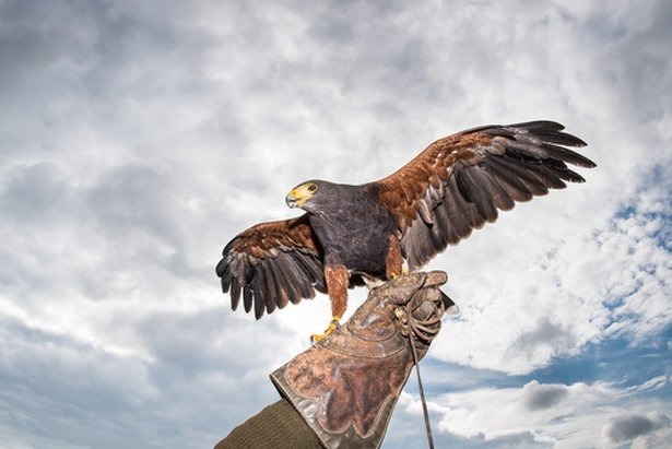 vlak-roofvogel-valkenier-eagles